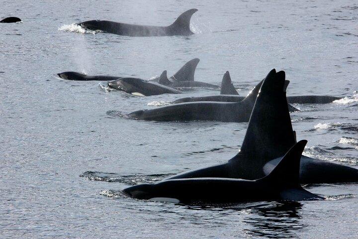 Ketchikan Crabbing Whales e tour della fauna selvatica