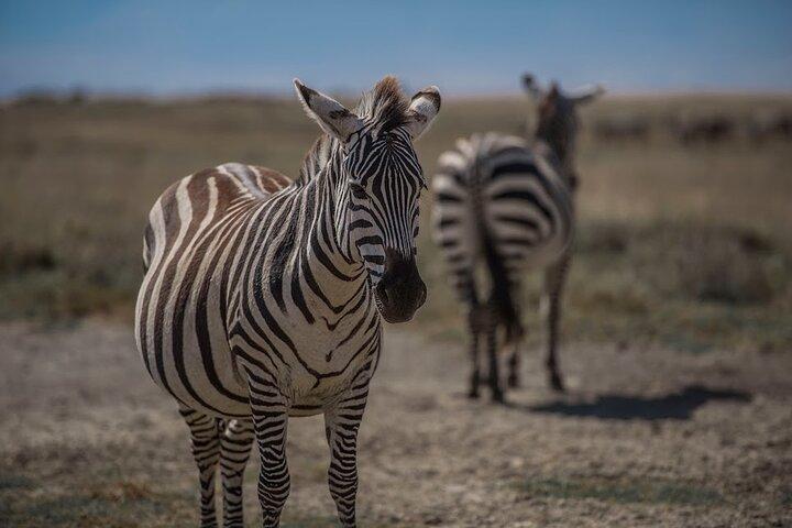 10-Day River Crossing Serengeti Wildebeest Migration Safari