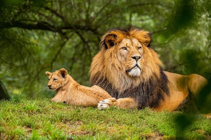 Half Day Safari at Nairobi National Park