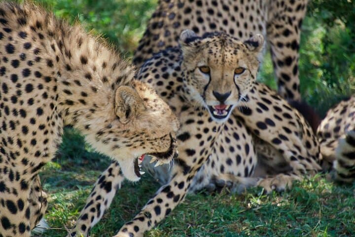 Half Day Safari at Nairobi National Park