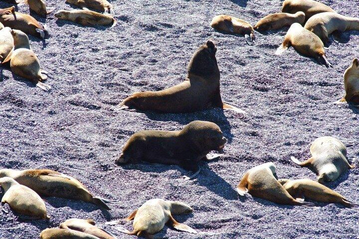 Excursion à Punta Loma et Puerto Madryn pour les croiseurs