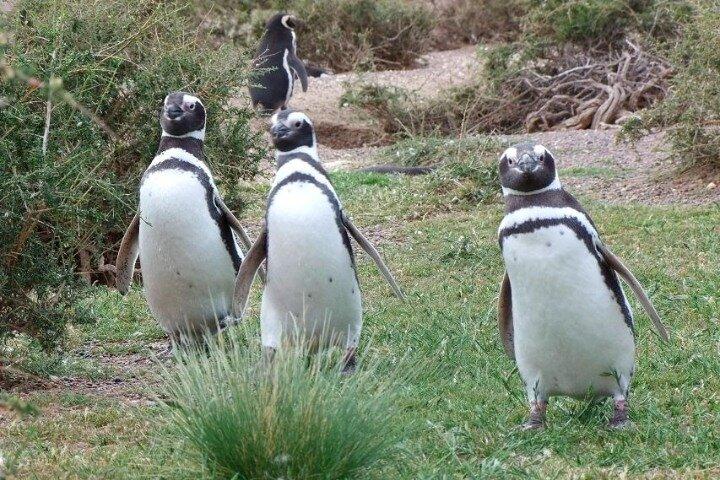 Visita Guidata a Punta Tombo per Crociere Include Snack