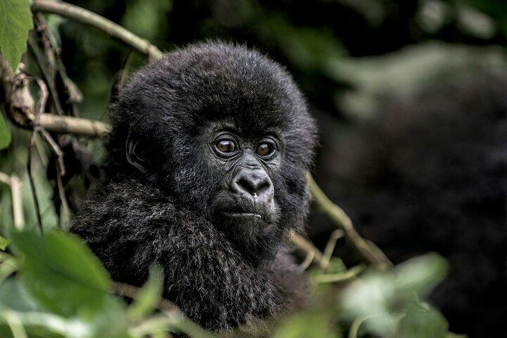 3 dages privat gorilla- og safaritur i Uganda