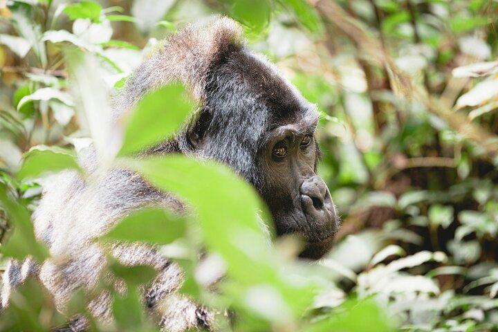 3 dages privat gorilla- og safaritur i Uganda