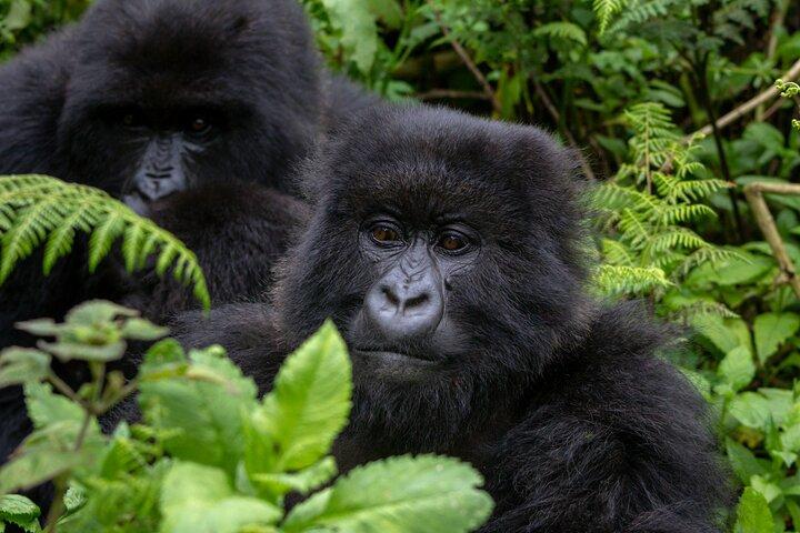 3 dages privat gorilla- og safaritur i Uganda