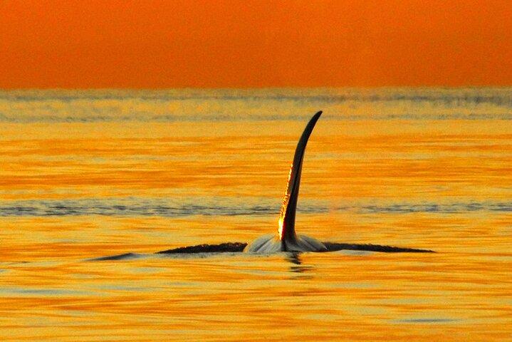 Parksville Sunset Whale and Wildlife Adventure