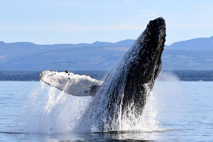 Parksville Sunset Whale and Wildlife Adventure