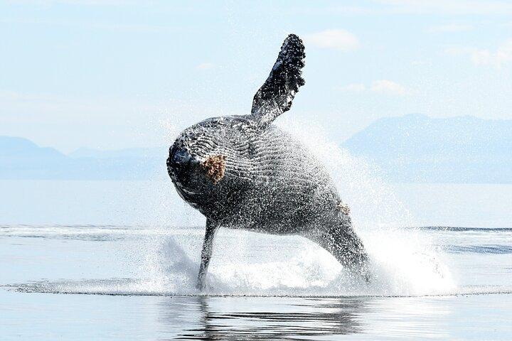 Parksville Sunset Whale and Wildlife Adventure