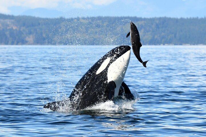 Parksville Sunset Whale and Wildlife Adventure