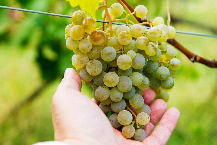 Heldags vintur til Kakheti fra Tbilisi