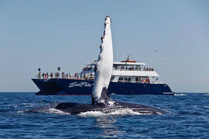 Whale Watching Dinner Cruise i Cabo San Lucas