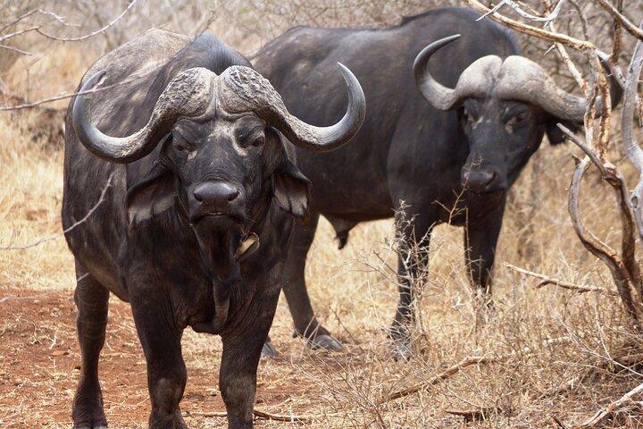 3-tägige Safari im Krüger-Park ab Maputo (Safarifahrzeug mit offenem Heck)