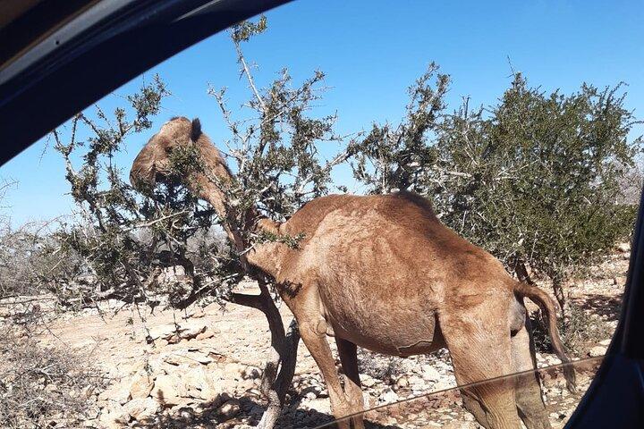 A drive outside Essaouira and a visit to the argan trees