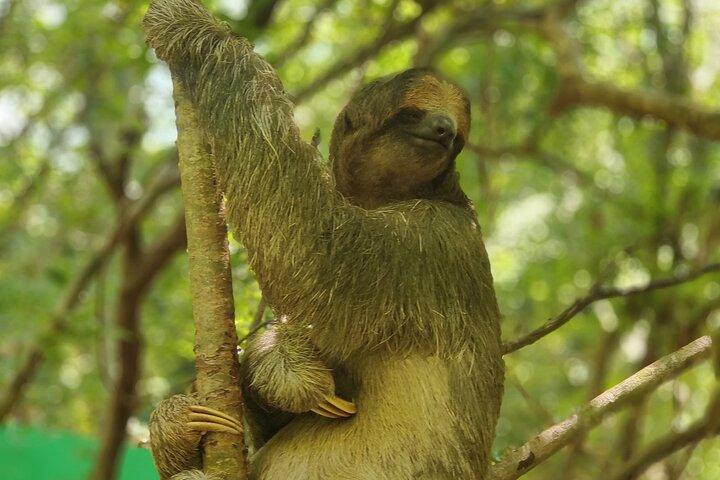 自然の生息地ロアタン島のサルとナマケモノ エコ ツアー
