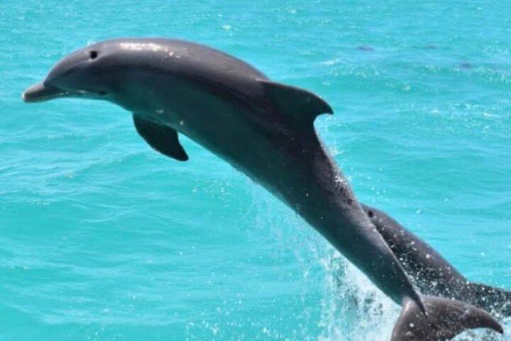 La vela pomeridiana preferita da Key West con i delfini