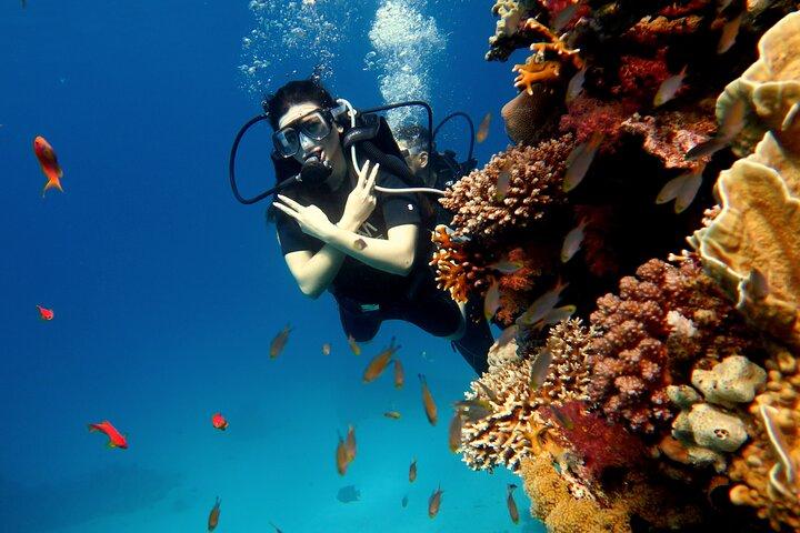 Immersioni dalla riva a Sharm El Sheikh nel Mar Rosso