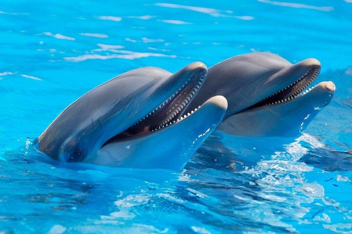 Mauritius Dolphin Swim & Whale Tour | Gemeinsames Speedboot