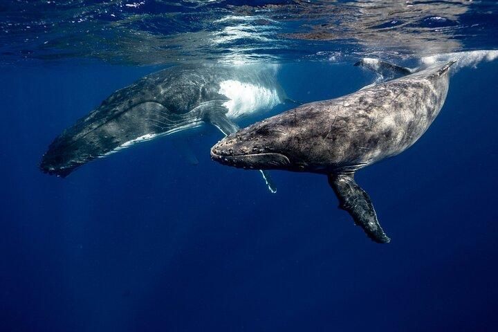Mauritius Dolphin Swim & Whale Tour | Gemeinsames Speedboot