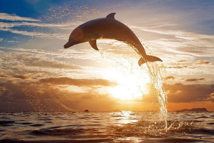 Mauritius Dolphin Swim & Whale Tour | Gemeinsames Speedboot