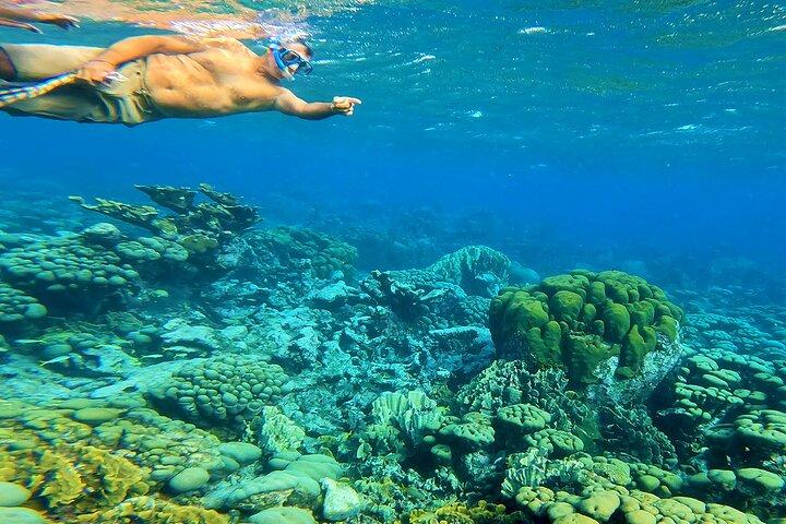 Blue Parrot Snorkel Sail con pranzo o cena di 4 portate ad Aruba