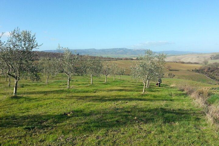 Olive experience Walk among the olive trees with tasting
