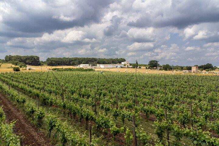 Alberobello Winery: Vin- och matupplevelse
