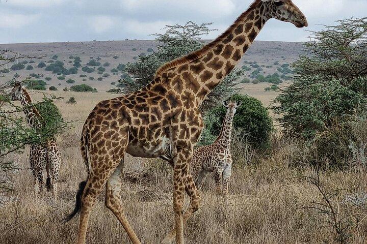 Nairobi Nationalpark Morgens Game Drive Gruppentour