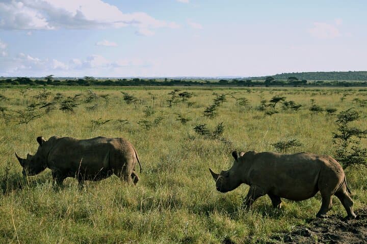 5 days Masaai Mara & Amboseli 4x4 safari(budget or luxury rooms)