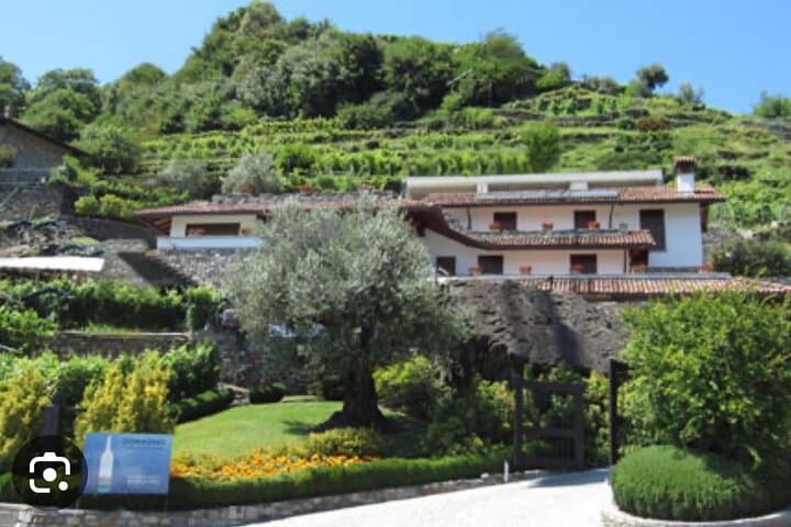 Domaso: Wine Tasting at the Winery on Como Lake