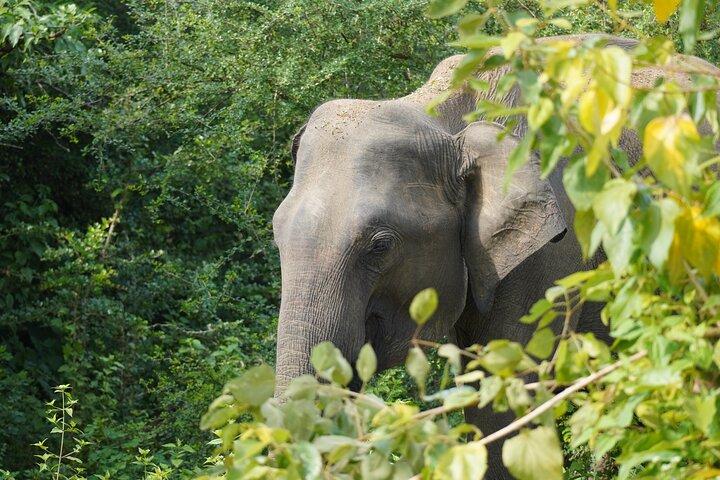 Visite privée de safari Udawalawe avec transit d'éléphants