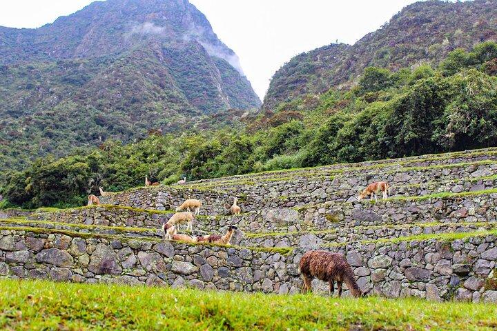Machu Picchu Tour 2 dag / 1 nat fra Cusco med panorama tog
