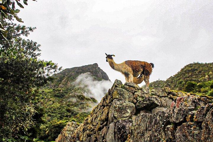 Machu Picchu Tour 2 dag / 1 nat fra Cusco med panorama tog