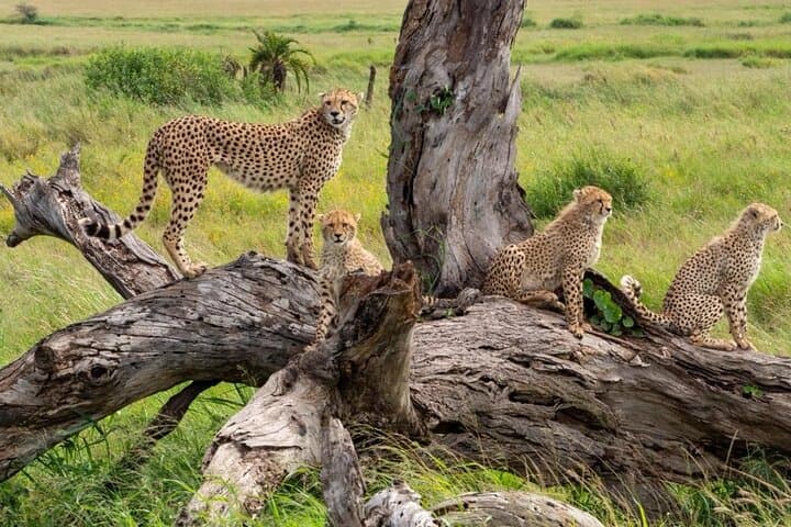 1-Day Shared Safari to Nyerere NP from Zanzibar