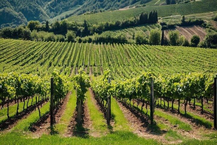 Vingårdstur med vin- och matprovning i Valdobbiadene