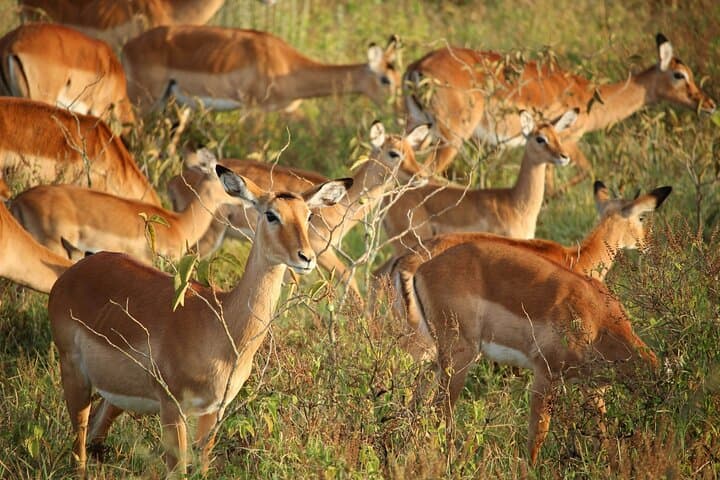 Nairobi National Park Early Morning or Afternoon Game Drive