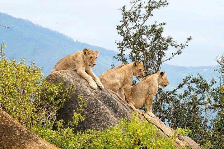 Nairobi National Park Early Morning or Afternoon Game Drive