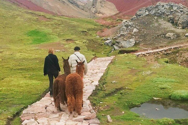 Private Palcoyo Rainbow Mountain & Alpaca Walk Experience