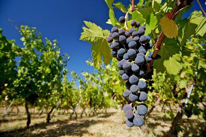 Ecologische rondleiding door de wijnmakerij in Ronda met proeverij