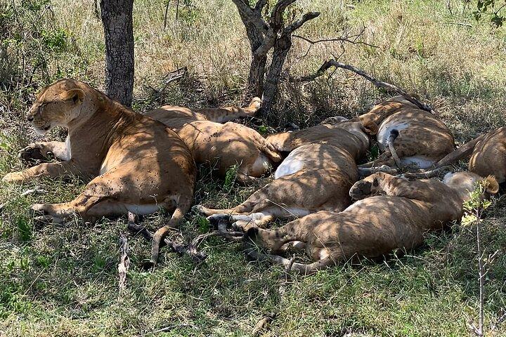 Ol Pejeta Conservancy & Chimpanzee Sanctuary heldagstur