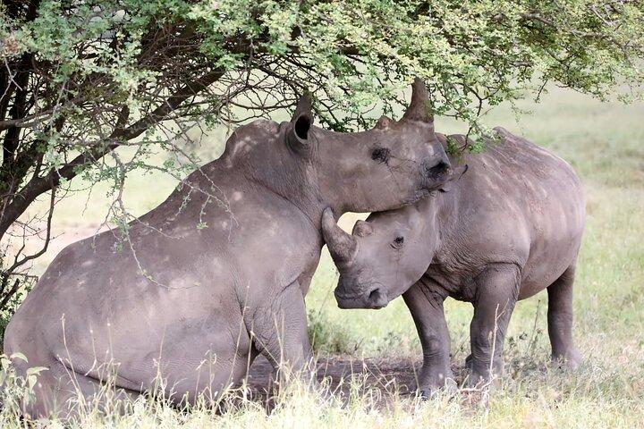 Ol Pejeta Conservancy & Chimpanzee Sanctuary heldagstur