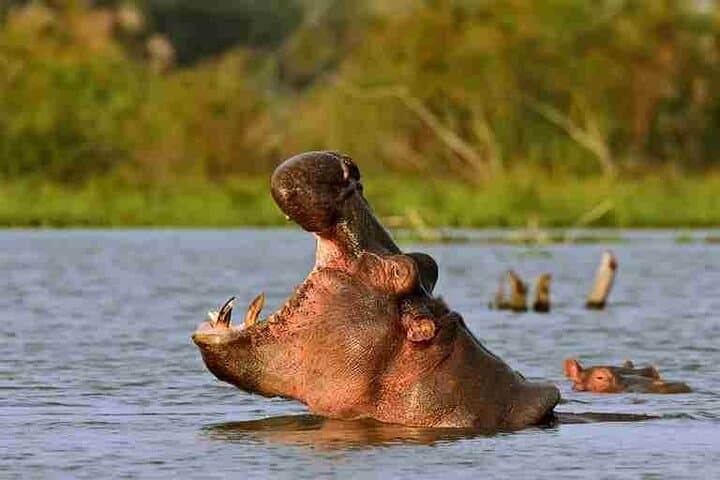 Day tour to Hells Gate, Lake Naivasha and Crescent Island Walk