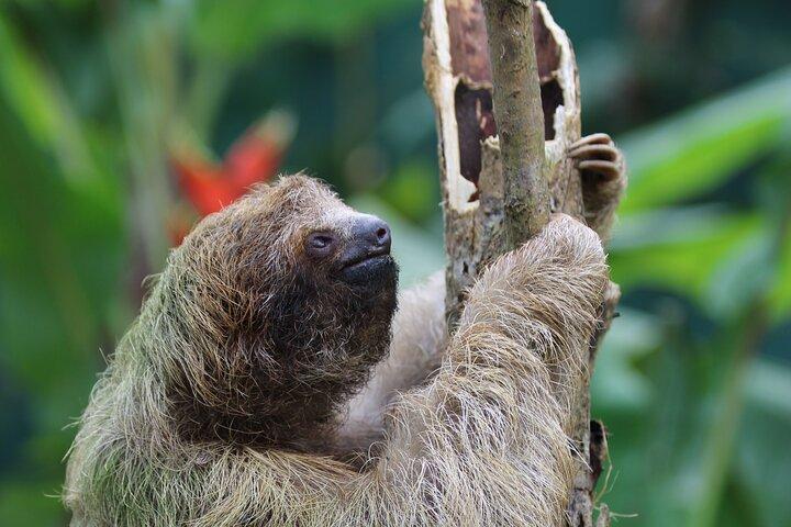 Encontro com preguiça e experiência na floresta tropical