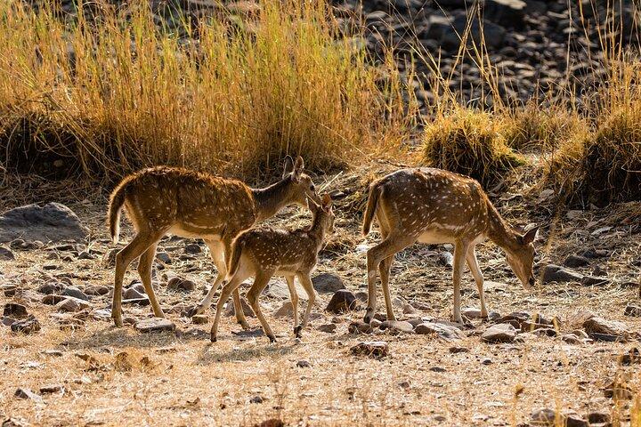 Day Trip to Ranthambore Tiger Reserve from Jaipur