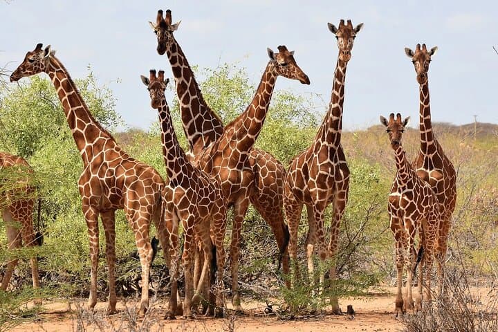 Giraffe Center Tour and Kibera Slums Guided Walking Tour