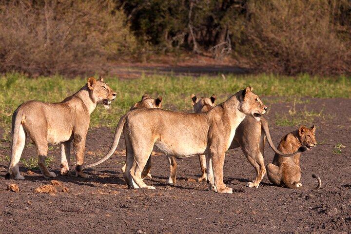 Tarangire National Park - Experiência de safari de dia inteiro