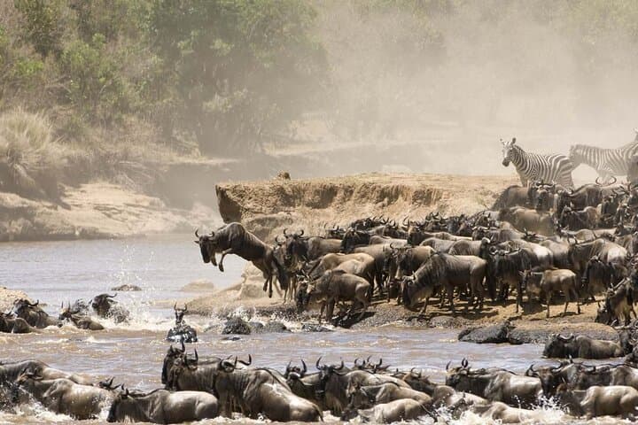 4 Days budget-group joining Masai Mara and Lake Nakuru safari