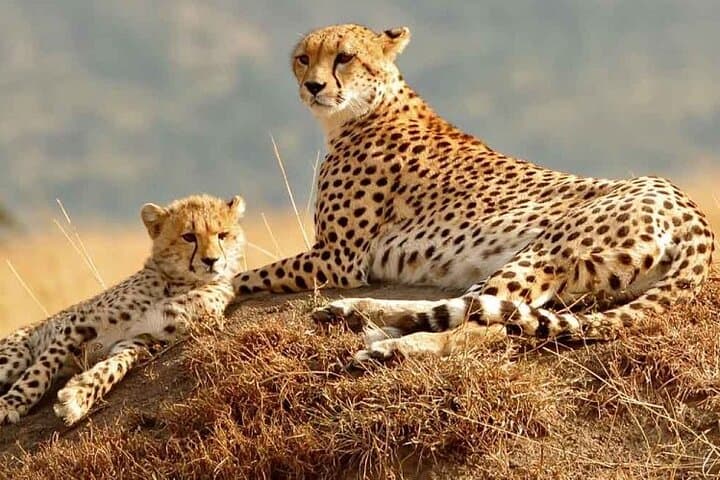 Daily departures: 3 days Masai Mara Safari+ Masai village visit