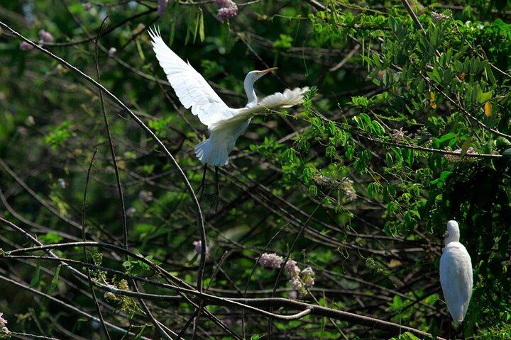 Kumarakom Backwaters Bird Sanctuary Coconut Lagoon Private Tour