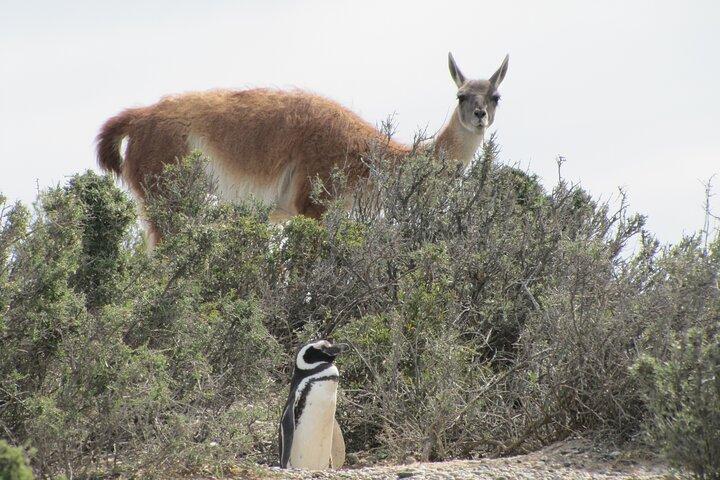 Heldagsudflugt til Pingüinera Punta Tombo Natural