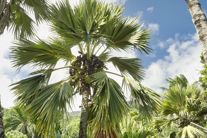 Privat heldags tur til Mahe Island 5-7 personer